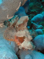 Unterwasserfotos Tauchbilder Tauchen Pescador Island Moalboal / Cebu / Philippinen