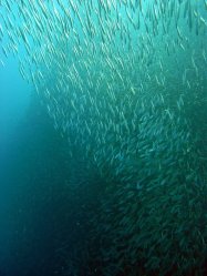 Unterwasserfotos Tauchbilder Tauchen Pescador Island Moalboal / Cebu / Philippinen