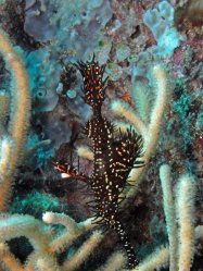 Unterwasserfotos Tauchbilder Tauchen Panglao Island / Philippinen