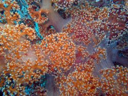Unterwasserfotos Tauchbilder Tauchen Panglao Island / Philippinen
