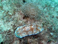 Unterwasserfotos Tauchbilder Tauchen Panglao Island / Philippinen