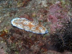 Unterwasserfotos Tauchbilder Tauchen Panglao Island / Philippinen