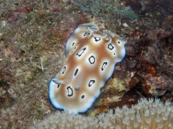 Unterwasserfotos Tauchbilder Tauchen Panglao Island / Philippinen