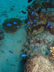 Unterwasserfotos Tauchbilder Tauchen Panglao Island / Philippinen