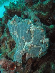 Unterwasserfotos Tauchbilder Tauchen Panglao Island / Philippinen