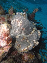 Unterwasserfotos Tauchbilder Tauchen Panglao Island / Philippinen