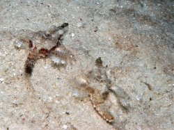 Unterwasserfotos Tauchbilder Tauchen Panglao Island / Philippinen