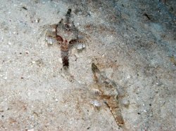 Unterwasserfotos Tauchbilder Tauchen Panglao Island / Philippinen