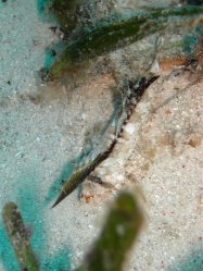 Unterwasserfotos Tauchbilder Tauchen Panglao Island / Philippinen