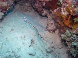 Unterwasserfotos Tauchbilder Tauchen Panglao Island / Philippinen