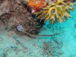 Unterwasserfotos Tauchbilder Tauchen Panglao Island / Philippinen