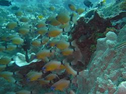 Unterwasserfotos Tauchbilder Tauchen Panglao Island / Philippinen