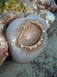 Unterwasserfotos Tauchbilder Tauchen Panglao Island / Philippinen