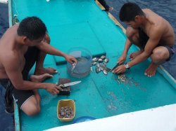 Unterwasserfotos Tauchbilder Tauchen Panglao Island / Philippinen