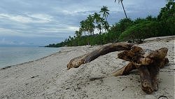 Unterwasserfotos Tauchbilder Tauchen Apo Island Moalboal / Cebu / Philippinen