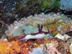 Unterwasserfotos Tauchbilder Tauchen Siquior Island / Philippinen