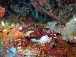 Unterwasserfotos Tauchbilder Tauchen Siquior Island / Philippinen