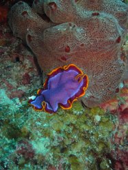 Unterwasserfotos Tauchbilder Tauchen Siquior Island / Philippinen