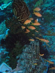 Unterwasserfotos Tauchbilder Tauchen Siquior Island / Philippinen