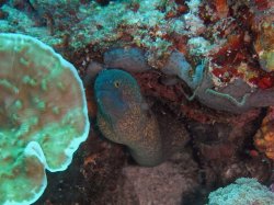 Unterwasserfotos Tauchbilder Tauchen Siquior Island / Philippinen