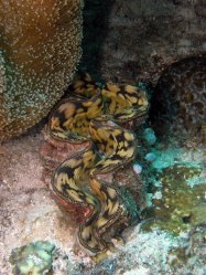 Unterwasserfotos Tauchbilder Tauchen Siquior Island / Philippinen