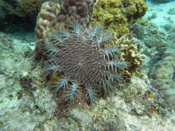 Unterwasserfotos Tauchbilder Tauchen Siquior Island / Philippinen