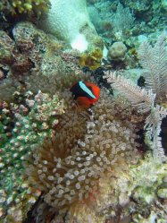 Unterwasserfotos Tauchbilder Tauchen Siquior Island / Philippinen