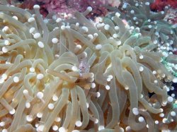 Unterwasserfotos Tauchbilder Tauchen Siquior Island / Philippinen