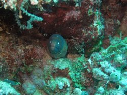 Unterwasserfotos Tauchbilder Tauchen Siquior Island / Philippinen