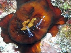 Unterwasserfotos Tauchbilder Tauchen Siquior Island / Philippinen