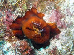 Unterwasserfotos Tauchbilder Tauchen Siquior Island / Philippinen