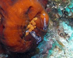 Unterwasserfotos Tauchbilder Tauchen Siquior Island / Philippinen