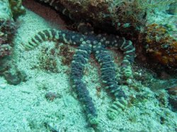 Unterwasserfotos Tauchbilder Tauchen Siquior Island / Philippinen