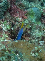 Unterwasserfotos Tauchbilder Tauchen Siquior Island / Philippinen