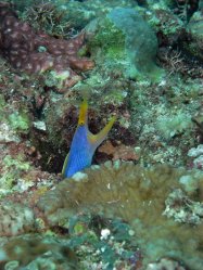 Unterwasserfotos Tauchbilder Tauchen Siquior Island / Philippinen