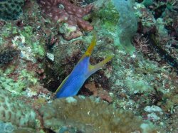 Unterwasserfotos Tauchbilder Tauchen Siquior Island / Philippinen