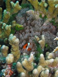 Unterwasserfotos Tauchbilder Tauchen Siquior Island / Philippinen