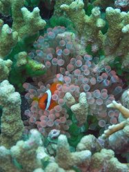 Unterwasserfotos Tauchbilder Tauchen Siquior Island / Philippinen