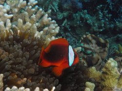 Unterwasserfotos Tauchbilder Tauchen Siquior Island / Philippinen