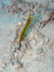 Unterwasserfotos Tauchbilder Tauchen Siquior Island / Philippinen
