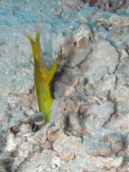 Unterwasserfotos Tauchbilder Tauchen Siquior Island / Philippinen