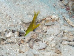 Unterwasserfotos Tauchbilder Tauchen Siquior Island / Philippinen