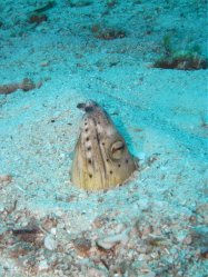 Unterwasserfotos Tauchbilder Tauchen Siquior Island / Philippinen
