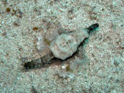 Unterwasserfotos Tauchbilder Tauchen Siquior Island / Philippinen