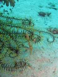 Unterwasserfotos Tauchbilder Tauchen Siquior Island / Philippinen