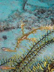 Unterwasserfotos Tauchbilder Tauchen Siquior Island / Philippinen
