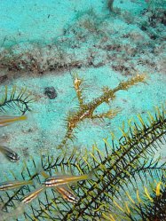 Unterwasserfotos Tauchbilder Tauchen Siquior Island / Philippinen