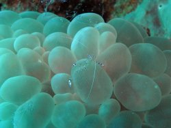Unterwasserfotos Tauchbilder Tauchen Siquior Island / Philippinen