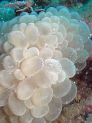 Unterwasserfotos Tauchbilder Tauchen Siquior Island / Philippinen