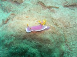 Unterwasserfotos Tauchbilder Tauchen Siquior Island / Philippinen